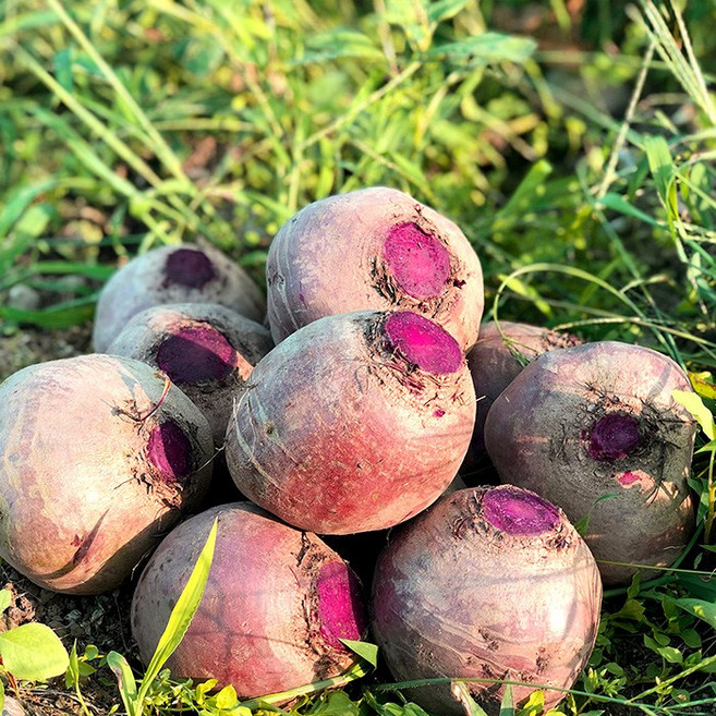 제주산 햇 레드비트 산지직송 최상급 정품 비트즙재료 3kg, 1