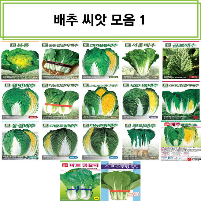 영미의정원 배추 씨앗/봄동/동동얼갈이/CR가을뜰배추/서울배추/곰보배추/왕맛배추/엇갈이배추/고려금동이미니배추/새로나봄배추/CR대성엇갈이배추/동설배추/CR글로벌배추/춘황배추/뿌리배추, 33.아시아종묘-CR설춘봄동배추 20g, 1개