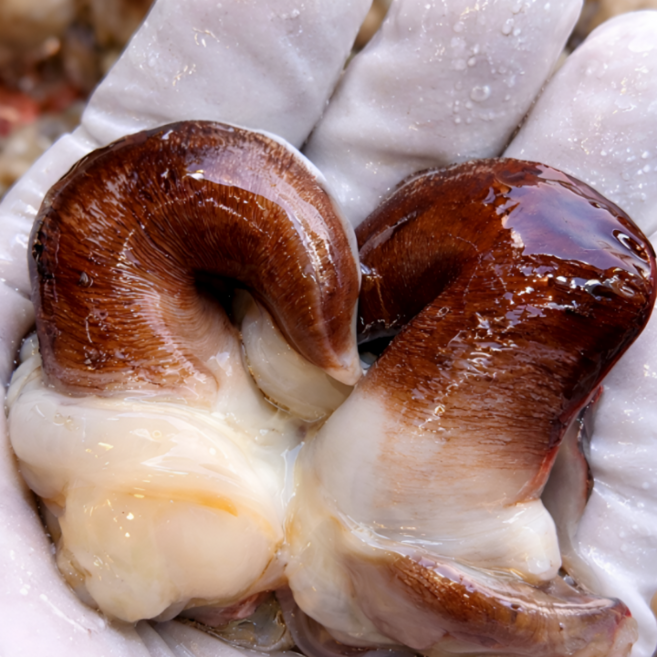 [당일조업]생물 손질 새조개 여수 산지직송 자연산, 1박스, 200g