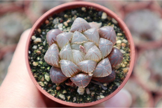 로나가든 자옵투샤 하월시아 다육 반려식물 선인장 키우기 선물