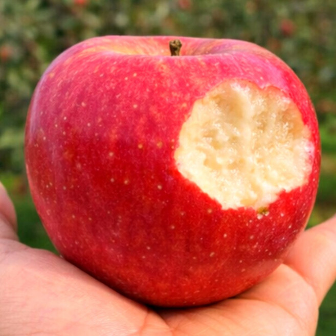 [3일간초특가세일] 과즙톡톡 당일수확 청송 부사사과, 1개, 10kg