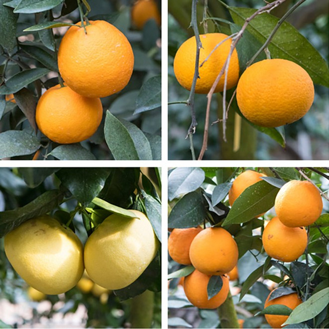 [제주한라농원] 3년생 우량품종 한라봉 레몬 금귤 레드향 천혜향 황금향 카라향 하귤나무 농가과수용 가정용원예 반련식물 공기정화식물, 1개, 하귤