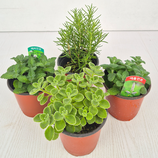 아비가든 향기나는 애플민트 + 허브 교차모음., 4개, 애플민트+페퍼민트+장미허브+로즈마리