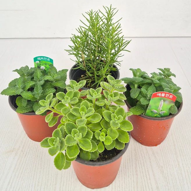 아비가든 향기나는 애플민트 + 허브 교차모음., 4개, 애플민트+페퍼민트+장미허브+로즈마리 - 쿠팡