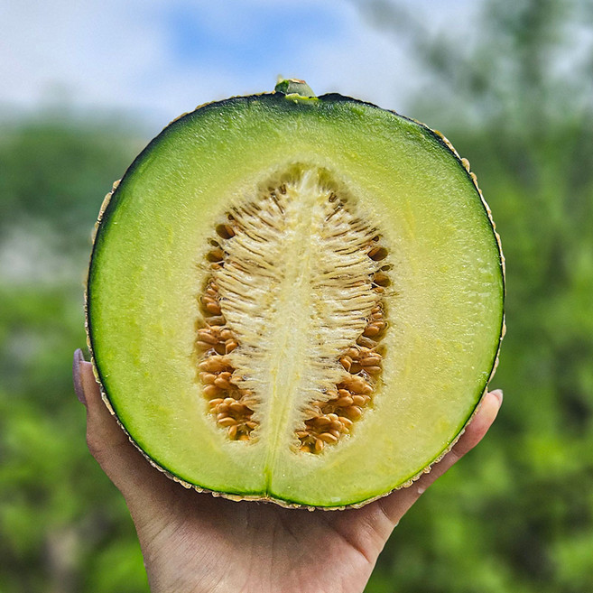 머스크 멜론 얼스 세지 노을 하니원 허니듀 고당도 1수 2수, 1개, 얼스멜론 대과 1수 (2kg 내외)