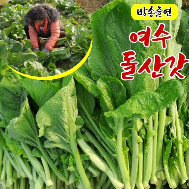 100% 여수 생갓 돌산 여수갓 당일수확 산지직송 돌산갓 청갓 김장갓, 1개, 5kg