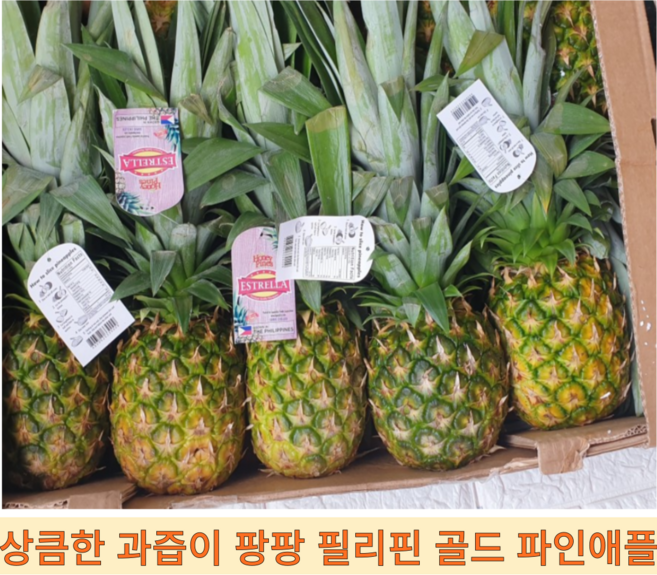 [원산지-필리핀산] 달콤한 과즙가득 고당도 골드 파인애플 골드파일애플, 1개, 12kg내외(12수)