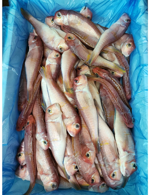 [새벽경매] 제주도 옥돔 새끼, 1개, 생물옥돔 소소  5kg