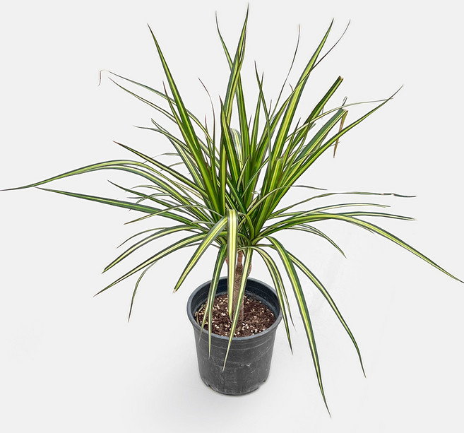 마이플랜트 드라세나 마지나타 중형 관엽식물, 2개, 단일