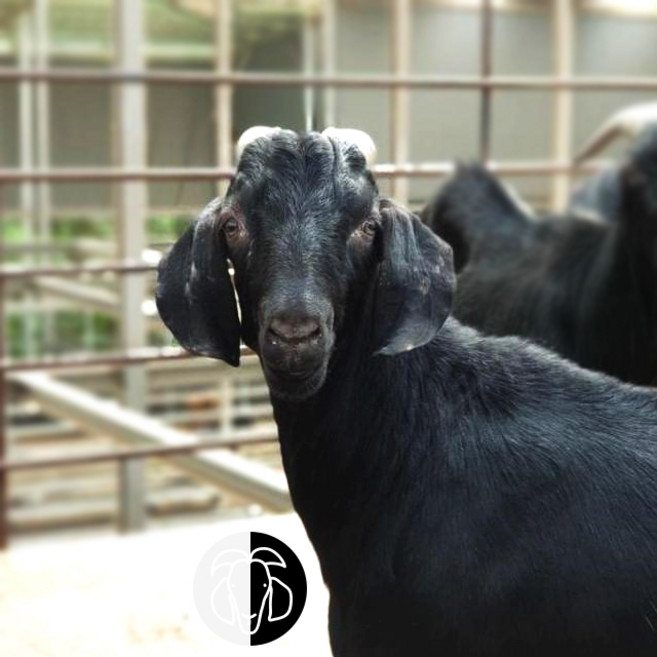 청원염소농장 국내산 흑염소고기 염소고기 지육 (고기+뼈+껍데기), 1개, 반마리 15kg