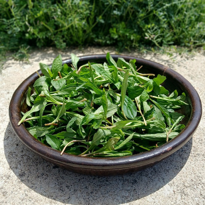 지리산 구례 26년 햇 쑥부쟁이 생나물 부지깽이나물 부지갱이 산지직송, 1개, 500g, 생쑥부쟁이나물