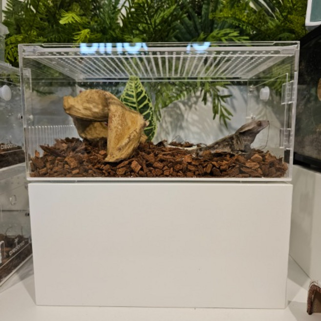 크레도니아 적재형아크릴사육장 대형, 1개