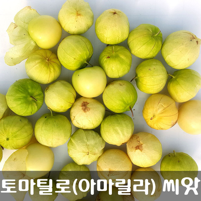 [해피플라워] 멕시칸 요리 재료 토마틸로 아마릴라(Amarylla) 씨앗 1g(약 300립) / 봄 여름 파종 웰빙푸드 종자, 1개