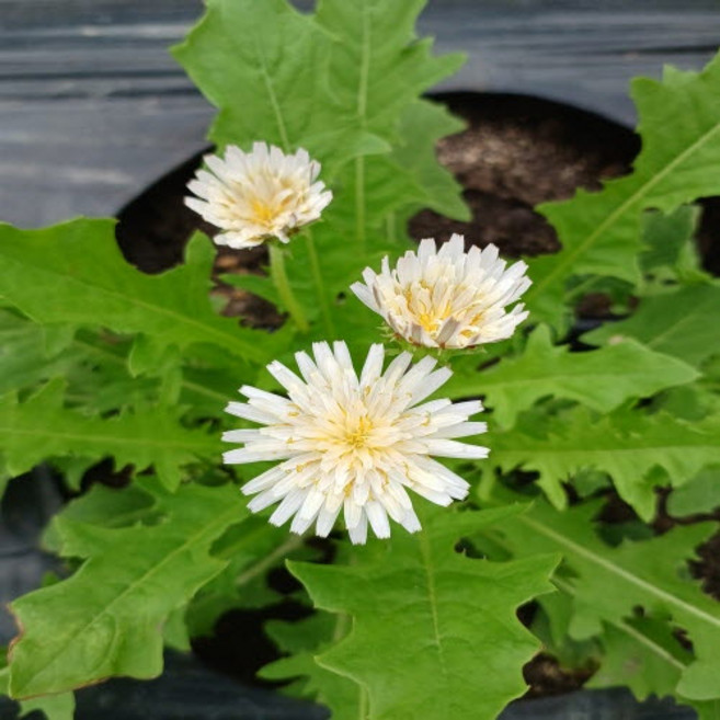 유기농 생 흰민들레 하얀 토종 민들레 생잎 생채 200g, 1봉