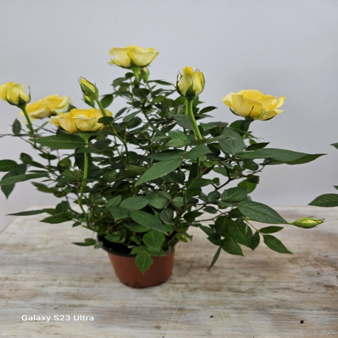 명품 노랑장미 소품, 1개