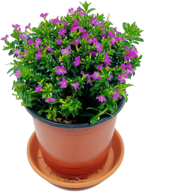 미스터허브 실내공기정화식물 허브 공기청정 미세먼지 제거 인테리어 화분, 1개, 06_구피아