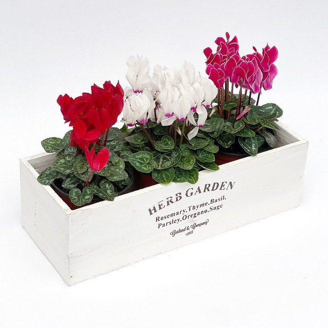 봄 꽃 3종 나무화분 세트 사무실 카페 화분 아젤리아 카랑코에 장미, 1개