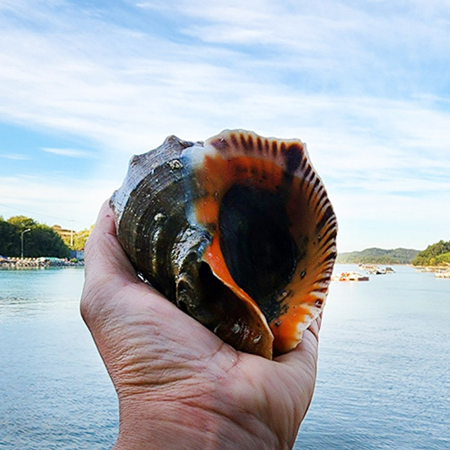 고흥 자연산 참소라 2kg (중사이즈 14-18미), 1개