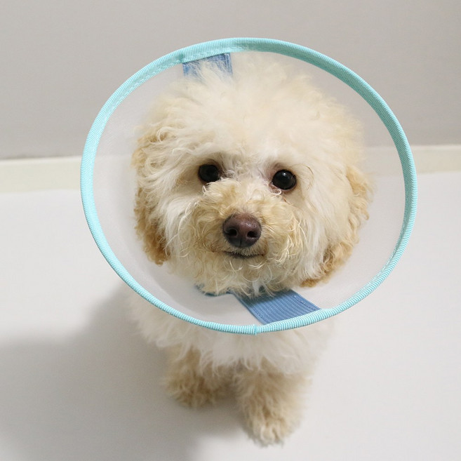 드림계곡 반려동물 초경량 나일론 메쉬 넥카라, 파란색, 1개