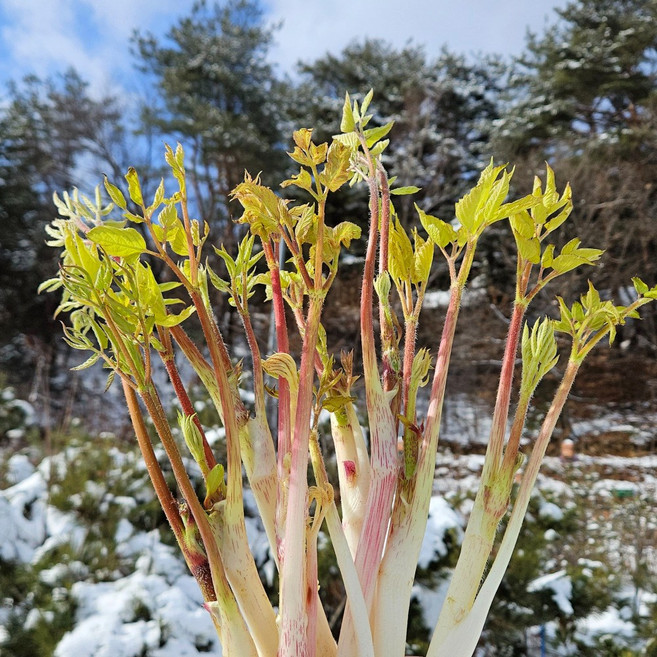 눈꽃 땅두릅 국산 강원도 산지직송 햇두릅 가정용 선물용 디아머스, 1개, 2kg