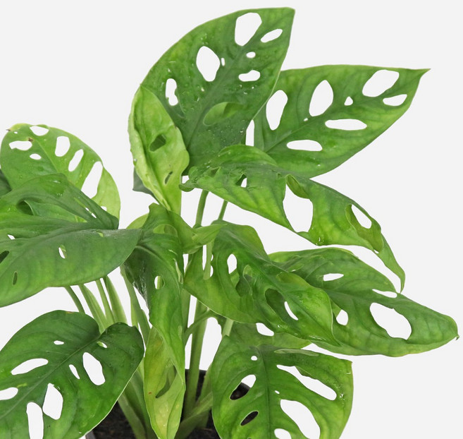 마이플랜트 몬스테라 아단소니 식물 모종 소품, 3개