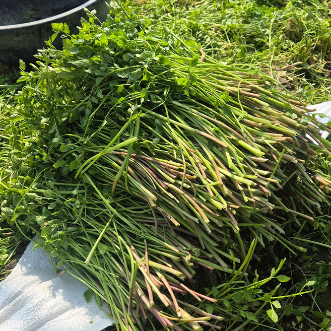 당일수확 GAP 인증 나주 불미나리, 1개, 1kg