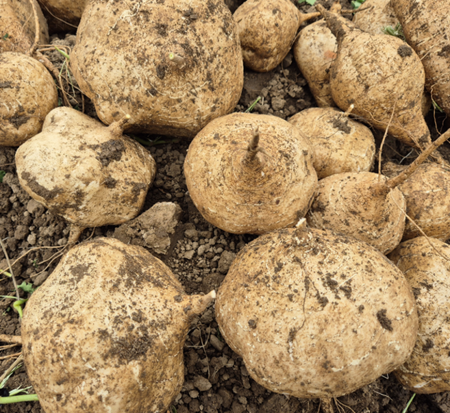 경남 남해 국산 히카마 멕시코감자, 1박스, 5kg