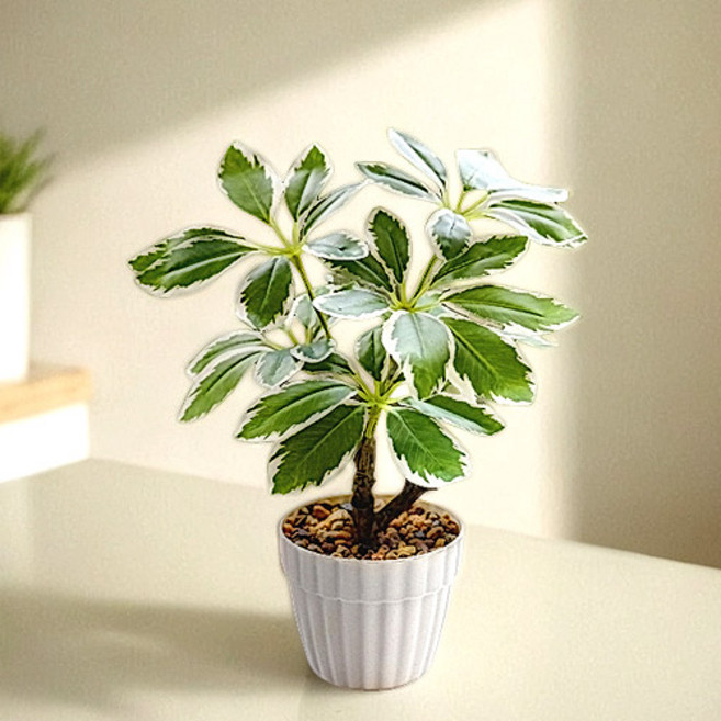 플랜테리어 홍콩야자 조화나무 화분 일체형 세트, 1개, 무늬홍콩야자/소