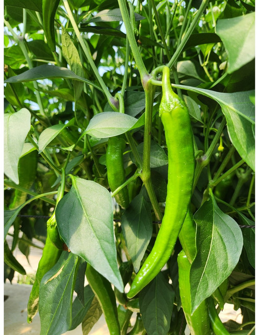 아삭이고추 롱그린고추 미인고추 500g 1kg, 롱그린고추 500g, 1개