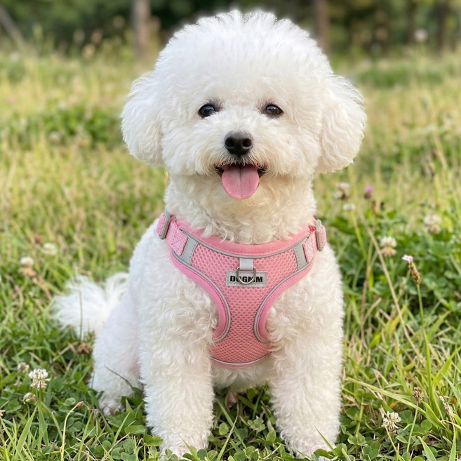 디아쿠아 야광 빛반사 메쉬 강아지 하네스 리드줄 세트, 핑크