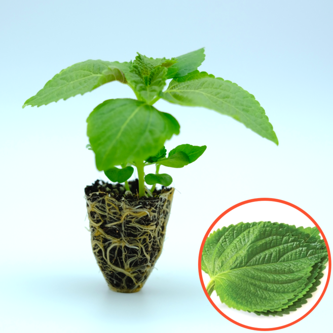 파머씨드 깻잎 모종 8개 잎들깨 들깨 쌈채소 텃밭 키우기, 깻잎 잎들깨 15개, 15개