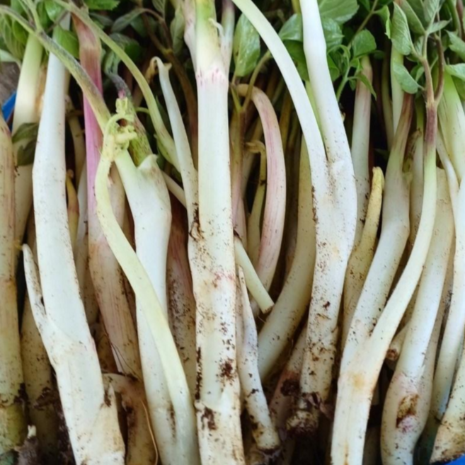 당일수확 강원도 제철 땅두릅 눈꽃 산지직송 봄나물 비타민c 암예방, 1개, 500g