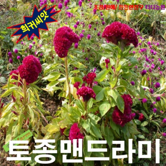 (씨앗나라) 닭깃모양 토종맨드라미 씨앗 20립, 1개