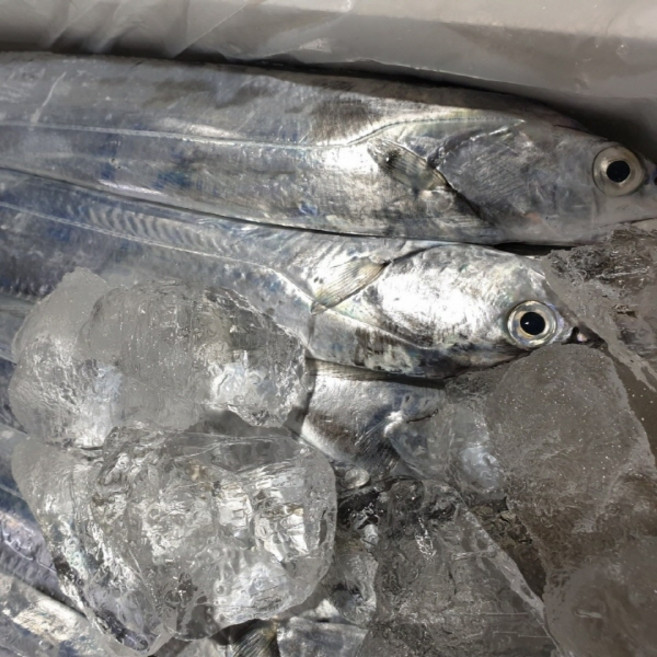 제주 생물 은갈치 20마리 2.5-3.5지, 1
