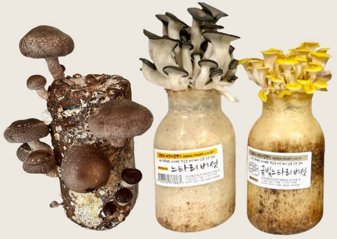 버섯키우기, 표고+느타리+금빛, 1세트