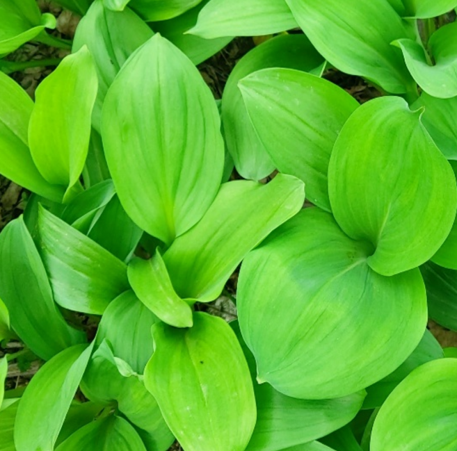 파머스넷 강원도 홍천 명이나물, 1박스, 울릉종(대포함), 1kg