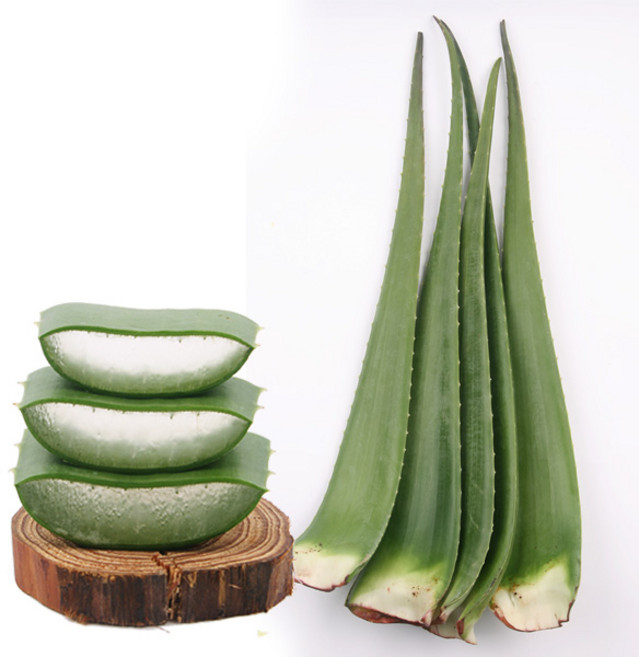 생 알로에 베라 2kg, 1개