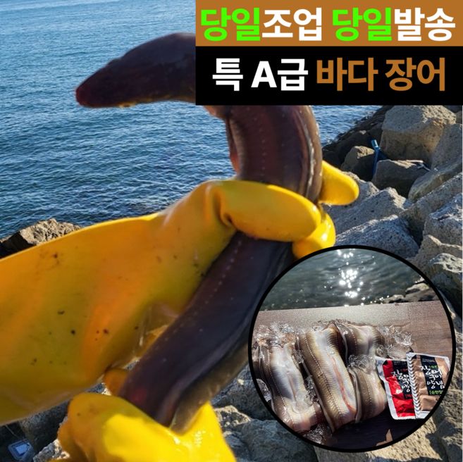 [30박스한정] 물맑은수산 특A급 바다장어 손질, 1개, 10kg
