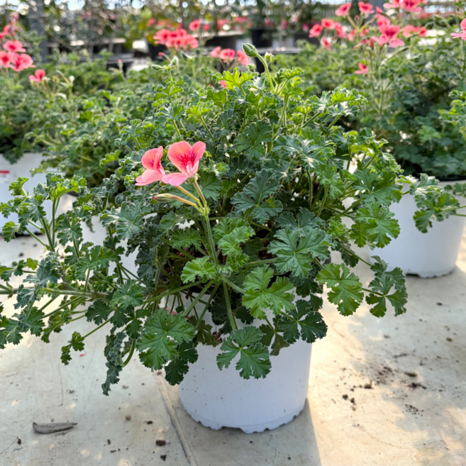 오렌지 랜디 제라늄 중품 엔젤아이스, 1개, 오렌지랜디제라늄