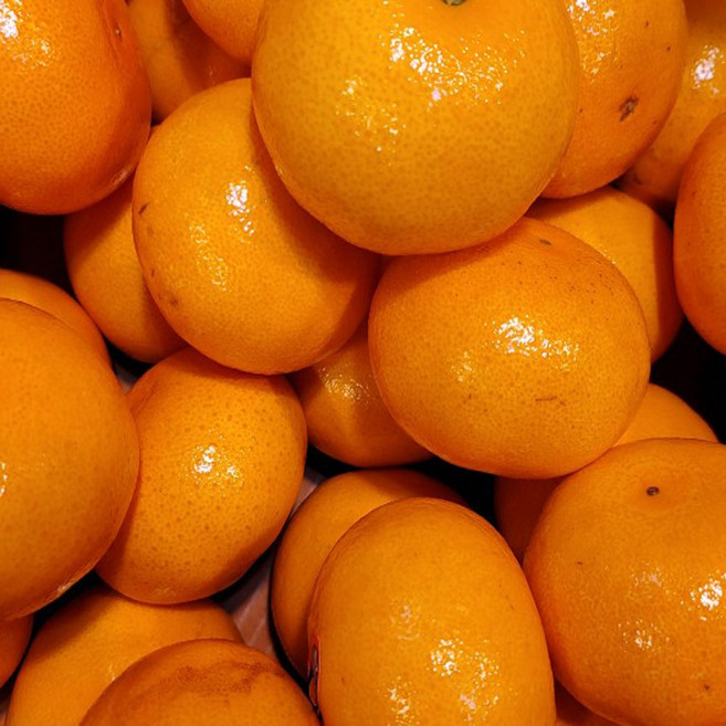 달달과수원 고당도 천혜향 한박스 제주 천혜향 벌크, 6KG, 1개