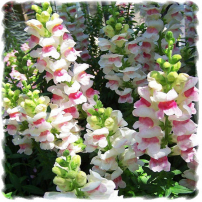 [꽃씨]금어초, 1개