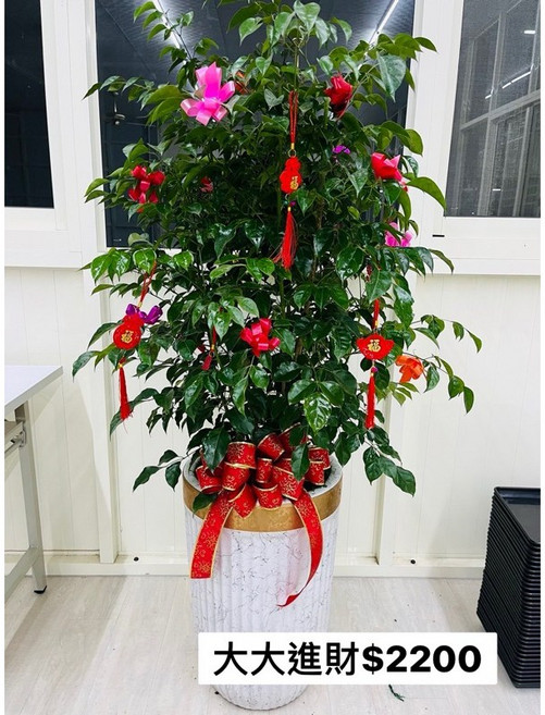 霏霏園藝大大進財搖錢樹盆栽 招財進寶 綠植盆栽 開店喬遷送禮首選 一次購買兩盆更優惠, 一盆2200元