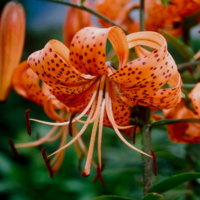 참나리 [3포트] (복남이네야생화 Lilium lancifolium Thunb 타이거 릴리), 3개