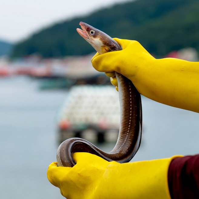 자연산 통영 바다장어 당일손질, 1개, 특대(1-2미)1kg 소스증정