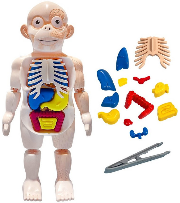 캐스B 미니 인체 탐구 신체 장기 구조 모형 피규어 인형 과학 Human Body Anatomy Model for Kids, 1개