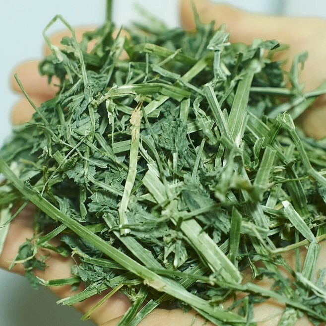 헤이랜드 손질 알팔파 건초 토끼 먹이 크리스마스밸리, 손질 알팔파 500g, 1개 - 쿠팡