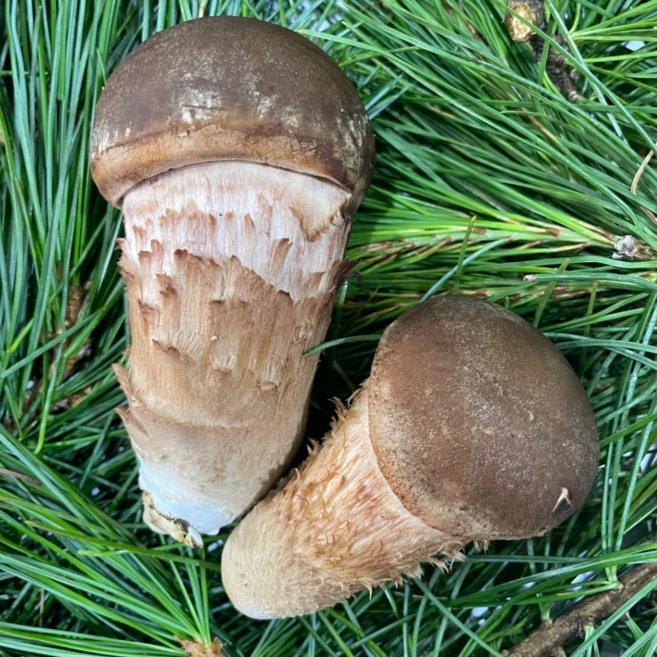 가격인하!! 국내산 참송이버섯 [문막우리팜] 선물/답례용 가정용 중품 상품 1kg 2kg 당일수확 산지직송, 1개, 중품 1kg