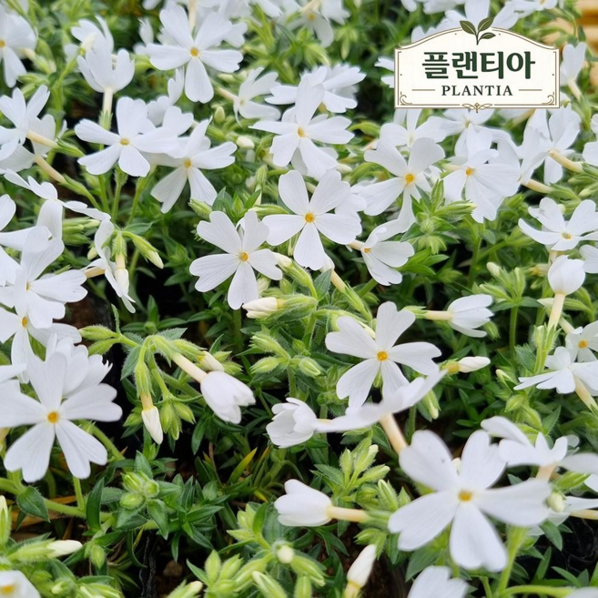 꽃잔디 모종 화이트 흰색꽃잔디 포트묘 잡초방지 노지월동 지피식물 조경 야생화 다년초 농장직송, 30개