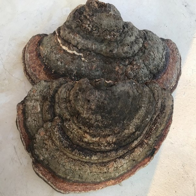 순창상회 자연산 강원도 말굽버섯 300g, 1개