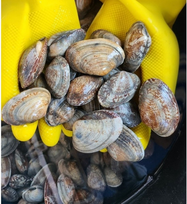 홍지수산 고흥 나로도 활 바지락 문어 물바지락 1키로기준 52-65미전후, 1개, 활바지락 (품절시참바지락으로대체)800g
